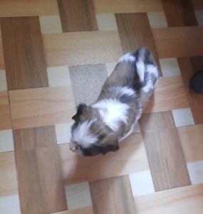 Shitzhu puppies for sale