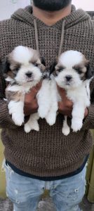 Shitzhu puppies for sale