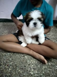 shitzhu puppy for sale