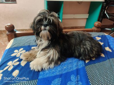 Shitzu breed Dog for sale