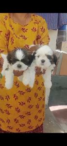Shitzu Female puppies