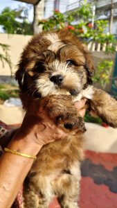 Shitzu /Lhasa Puppies for sale