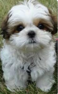 Shitzu Male and female available 7082092005