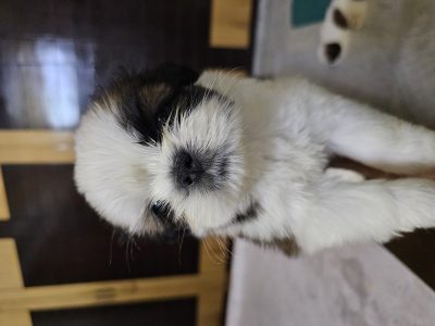 Shitzu Male and female