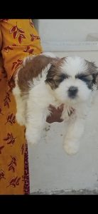 Shitzu male puppy