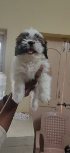 Shitzu Male puppy