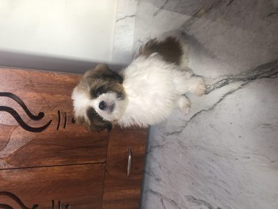 Shitzu puppet for sale