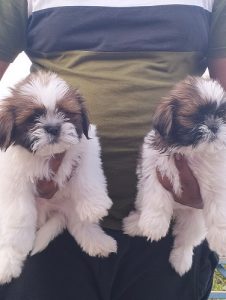 Shitzu puppies for sale 9047773374