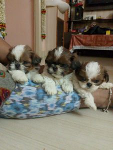 Shitzu puppies available