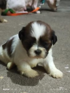 Shitzu puppies for sale