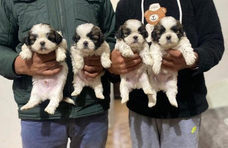 Shitzu Puppies