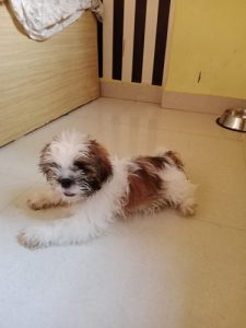 Shitzu puppy