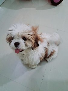 Shitzu Puppy (Male) Available @whitefield