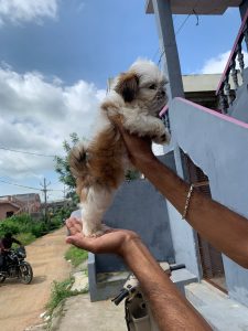 Shitzuu Puppies available show quality puppies male and female available contact me