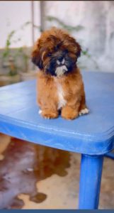 SHIZTHU LIVER COLOUR