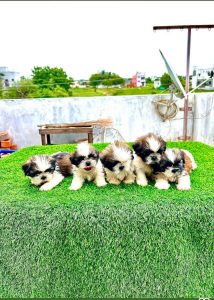 SHIZTHU PUPPY