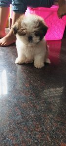 Shizu puppy