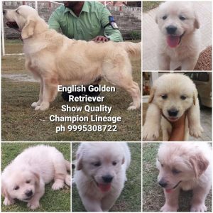 Show Quality Golden retriever puppy for sale