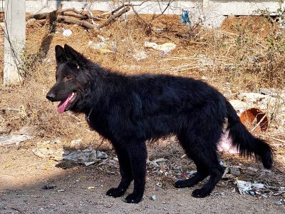 SHOW QUALITY LONG COAT BLACK GSD WITH KCI PAPERS