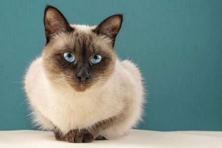 Siamese Cats and Kittens for sale
