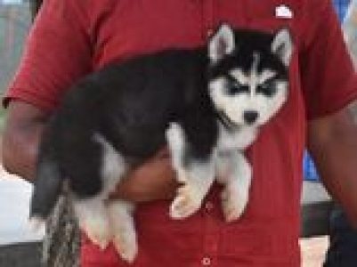 Siberian Husky available whatsaap 9394723663