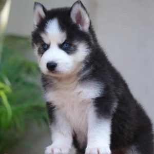 SIBERIAN HUSKY BLUE EYES TOP QUALITY PUPPIES IN CHENNAI - 8825694373