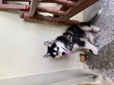Siberian Husky
