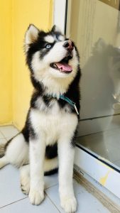 Siberian Husky(F)