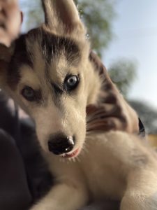 Siberian Husky