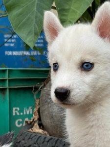 Siberian husky