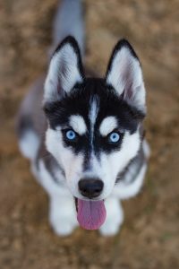 SIBERIAN HUSKY
