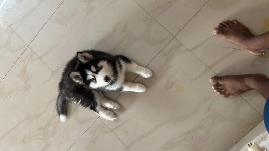Siberian husky double woolly coat
