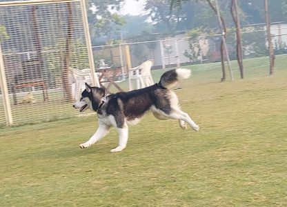 Siberian Husky(Finn) urgently wants to sell our dog