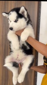Siberian husky male puppy's available