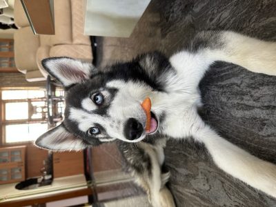 Siberian Husky 5 months puppy BLUE EYED