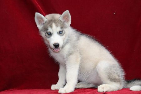 Siberian husky puppies for sale in Delhi