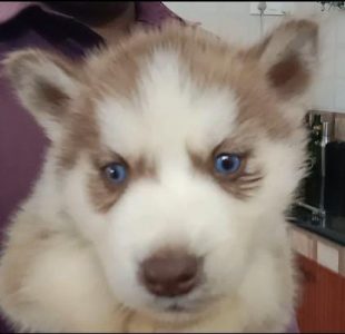 Siberian Husky Puppies