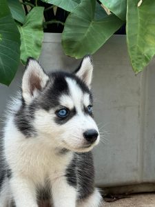 Siberian husky puppies