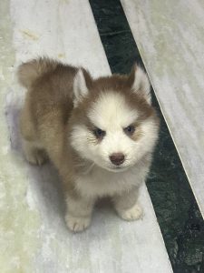 Siberian husky puppies for sale in Delhi