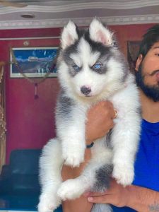 Siberian Husky puppy available KCI registered