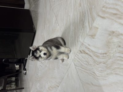 Siberian Husky puppy