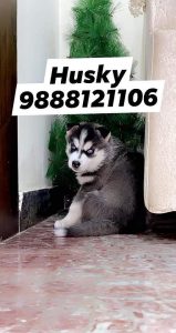 Siberian Husky puppy buy and sale jalandhar punjab 9888121106