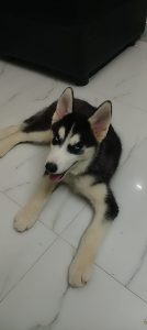 Siberian Husky White Eyes 12 months old puppy