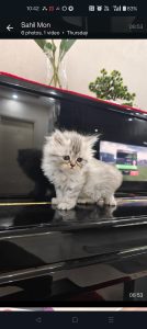 Siberian kittens potty trained