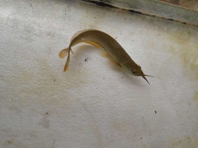 silver arowana 10 inch above