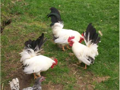 Silver Sebrights & Golden Sebrights & Dutch Bantom