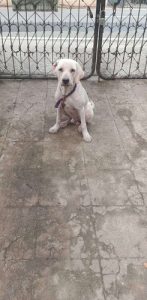 Six months old Male labrador 