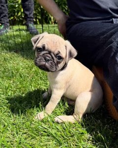 Small breed dogs in Bangalore