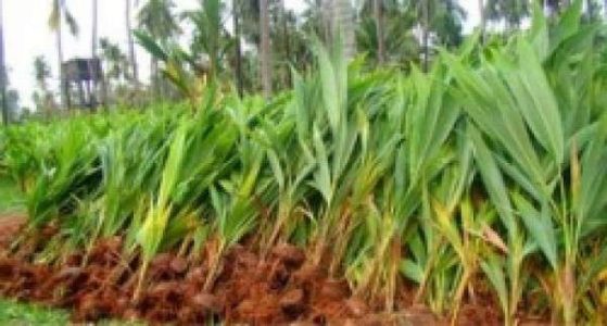 Small coconut tree for sale