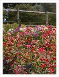 Soumya Nursery And Gardens